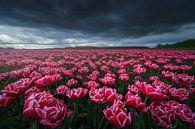 Tulipes roses par Albert Dros Aperçu