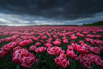 Tulipes roses sur Albert Dros