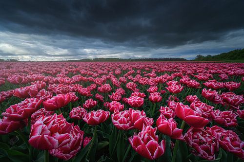 Pink Tulips