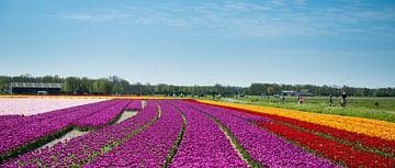 Tulpenveld in Noord-Holland van Keesnan Dogger Fotografie