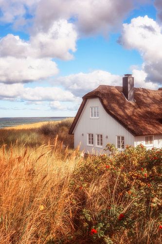 summerdream by Daniela Beyer