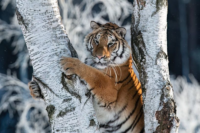 Tigre dans l'arbre par HB Photography