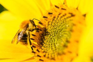 Bij zittend op een zonnebloem tijdens de zomer van Sjoerd van der Wal Fotografie