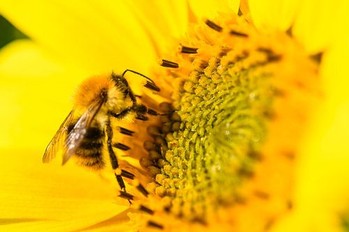 Abeille assise sur un tournesol en été
