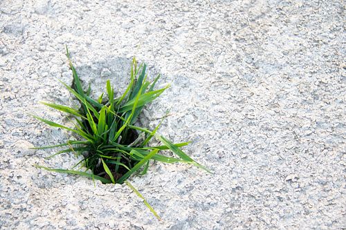 Grasgrüne Wüste von Rhinelight Photography