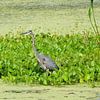 A great blue heron by Frank's Awesome Travels