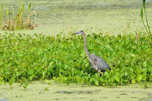 Een blauwe reiger