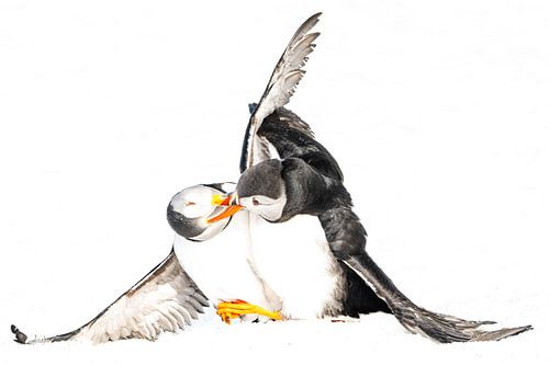 Stoeiende papegaaiduikers