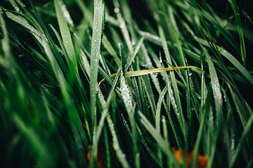 Regendruppels op het gras van Katrin Friedl Fotografie