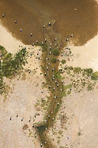 White Storks seen from the sky sur AGAMI Photo Agency