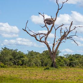 Wo das Leben über dem Land ruht von Piret Victoria Ribas Art & Photography