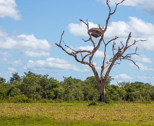 Là où la vie s'étend au-dessus de la terre