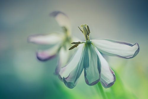 Vieilles tulipes