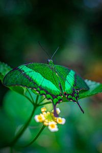 Papillon sur Ansgar Peter