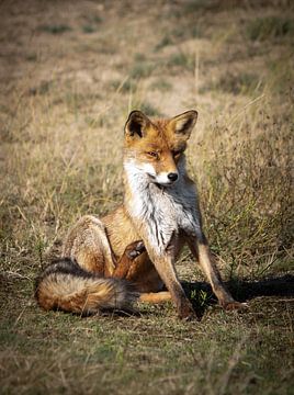 Fox Bobby by Simone Zaal