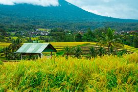 Balinese rice fields with a small shed by Zevra Collective