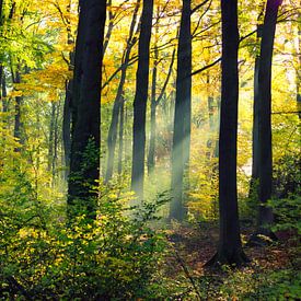 Sonnenschein im Wald von Ron Voorhuis