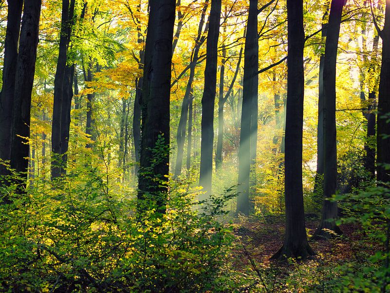 Sunshine in the forest by Ron Voorhuis