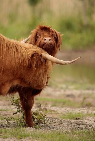 Scottish Highlanders by Frank Smedts