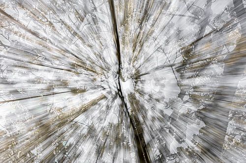 Vertekend lijnenspel in een boom met bloesem