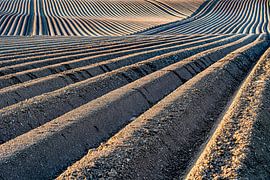Linien auf dem Land von Foto UiterwijkWinkel