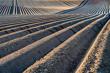 Lines in the country