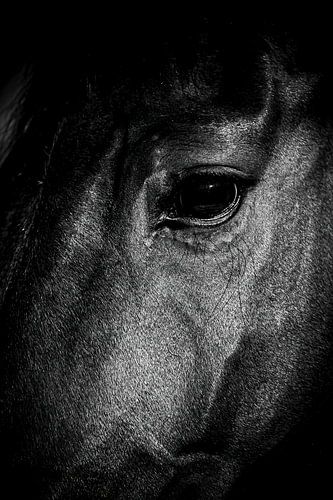View black stallion