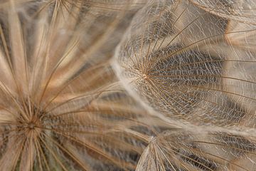 Een stukje van een natuurlijke pluizenbol: Close-up van Marjolijn van den Berg