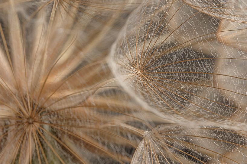 A piece of a natural fluff ball: close-up by Marjolijn van den Berg