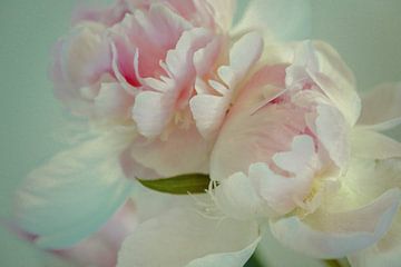 The Peony with its fragile petals and soft colors. by tim eshuis