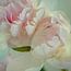 Peony