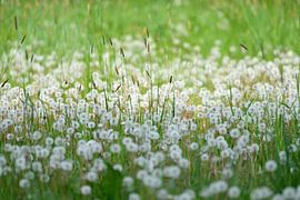 veld paardenbloemen von Petra De Jonge