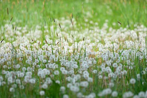 veld paardenbloemen