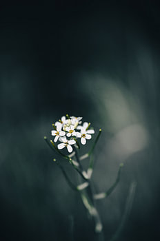 A small white flower in the shade – Minimalist botany