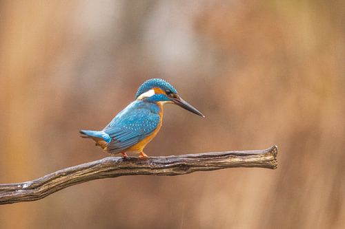 IJsvogel loerend naar visjes
