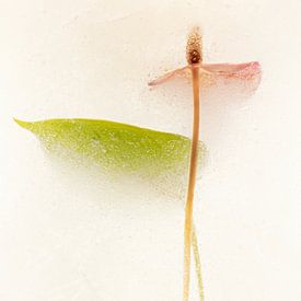 Erinnerungen an Eiscreme von Cobi de Jong