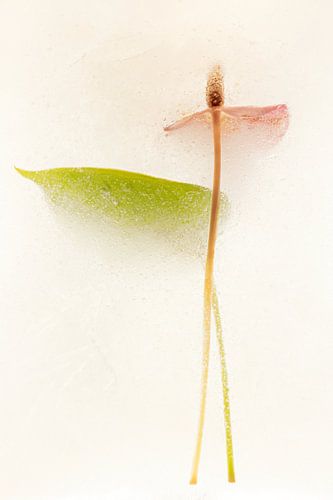 Souvenirs de glaces sur Cobi de Jong