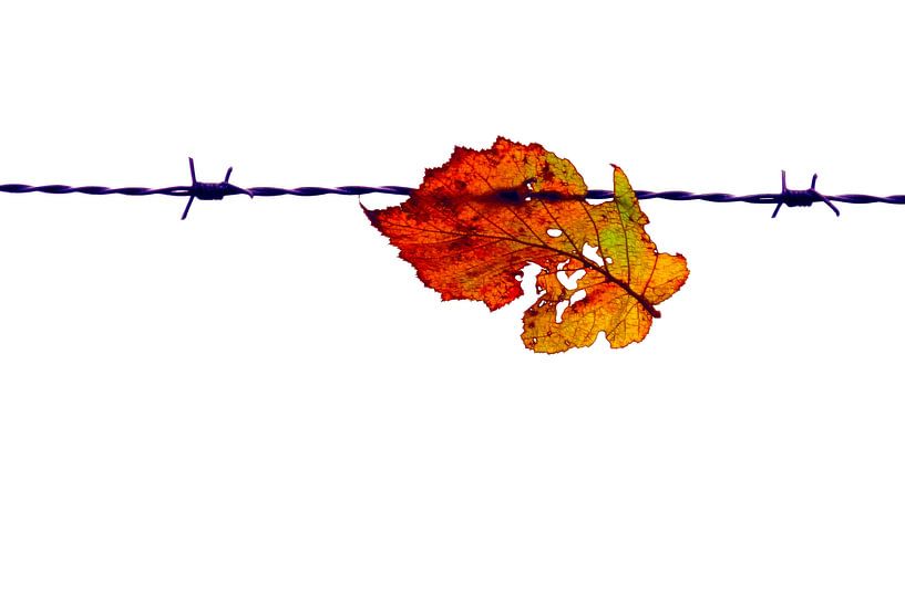 Das Herbstblatt von Caroline Lichthart