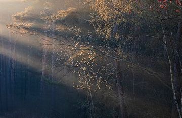 beaux rayons de soleil dans la forêt au printemps, Limburg, Pays-Bas sur Olha Rohulya