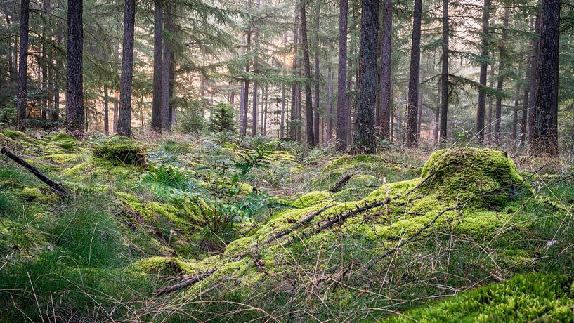 Ulvenhouter Wald von Peter Smeekens
