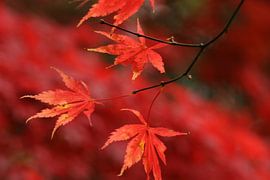 Autumn by Carla Mesken-Dijkhoff