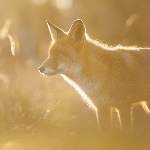 laatste licht van de dag