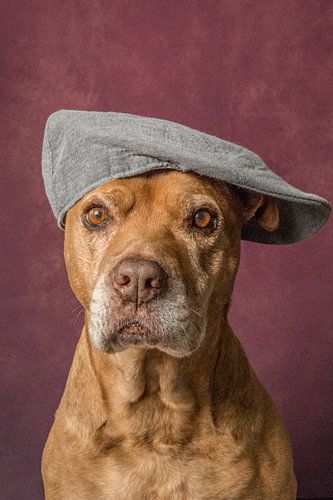 Lieve oude Pitbull portret hond met een petje op 