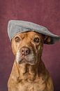 Süßer alter Pitbull Portraithund mit Mütze  von R Alleman Miniaturansicht