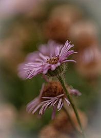 Blume von Ron Kleinjans