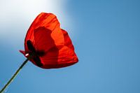 Poppy in the wind