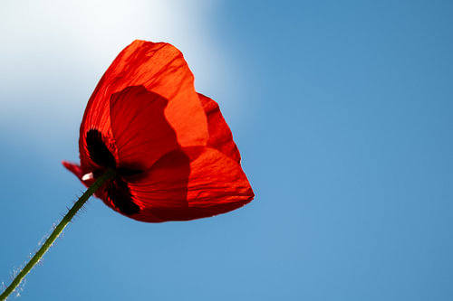 Klaproos in de wind