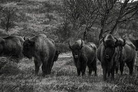 Wisents in Dünen auf der Kraansvlak von Süd-Kennemerland von Jeroen Stel