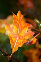 herfstblad close- up met duidelijke aderen