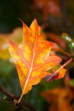 herfstblad close- up met duidelijke aderen van Eline Oostingh